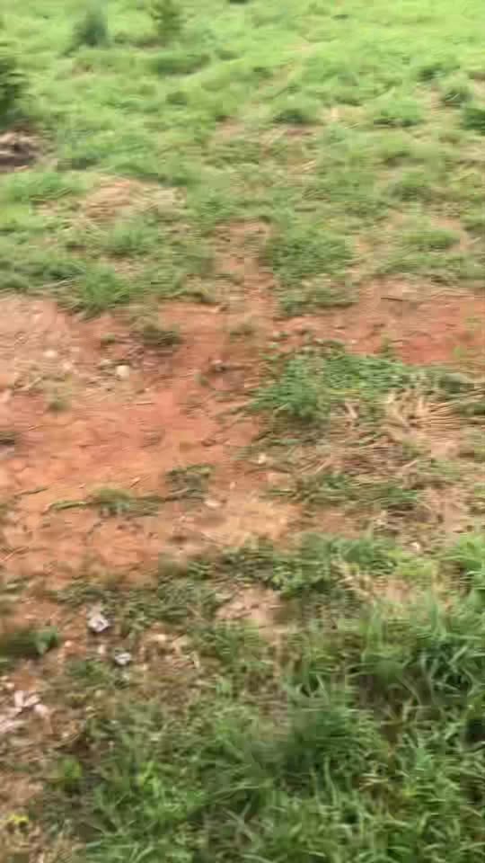 Đất 4 sao tại xã Đăk Tơ Ver, Chư Păh, Gia Lai - Diện tích 80.000m², giá thỏa thuận!