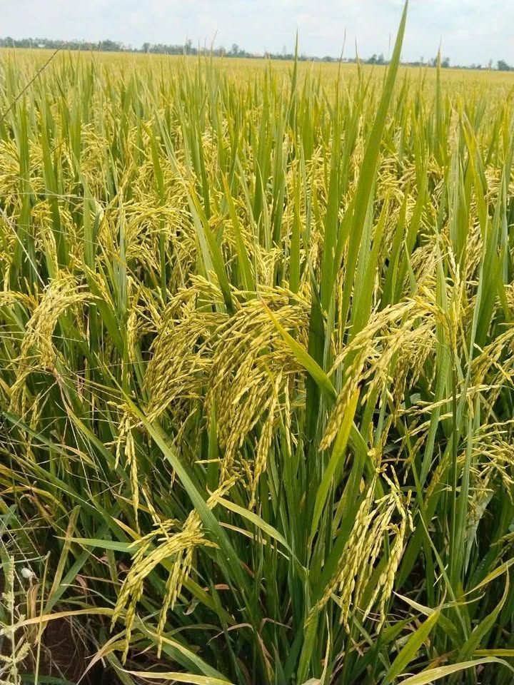 Đất ruộng mặt tiền 53m tại Mỹ Quí, Tháp Mười, 5900m² chỉ 1.2 tỷ - Cơ hội đầu tư hấp dẫn!