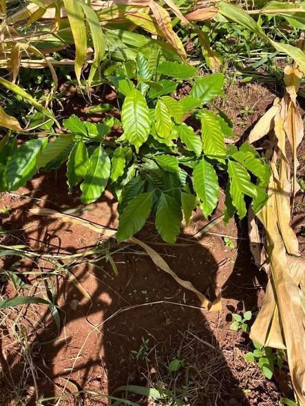 Đất Ea Khal 67.000m² giá chỉ 829 triệu - Cơ hội đầu tư hấp dẫn!