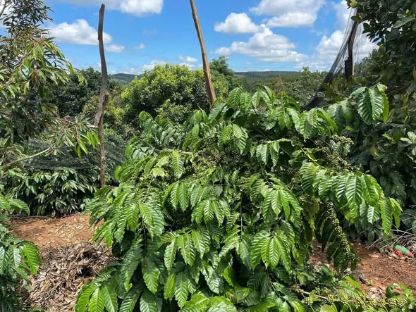 Farm 2ha8 tại Ea Khal, Đắk Lắk giá 7.8 tỷ - Đầu tư sinh lời ngay!