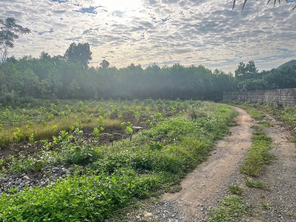 Đất nền 435m² tại xóm 5 Cù Vân, Đại Từ, Thái Nguyên - Giá chỉ 300 triệu!