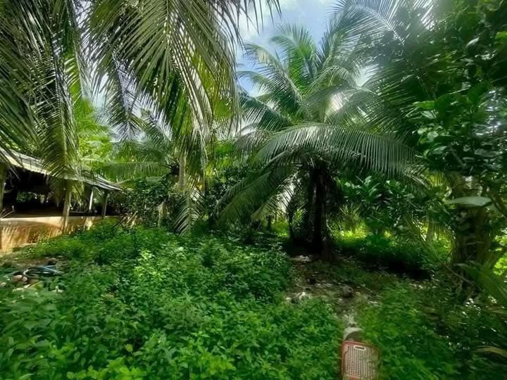 Đất thổ cư Phong Nẫm 2650m² giá chỉ 6.625 tỷ - Kinh doanh sầm uất!