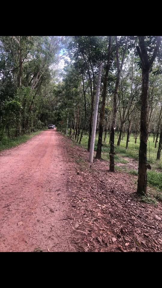 Đất nông nghiệp Hòa Hiệp Tân Biên Tây Ninh 6,5ha giá 5,4 tỷ - Đầu tư sinh lời ngay!