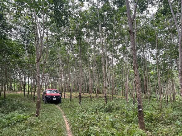 Đất nền Hóa Quỳ, Như Xuân 4.500m² giá chỉ 800 triệu - Đầu tư sinh lời hấp dẫn!