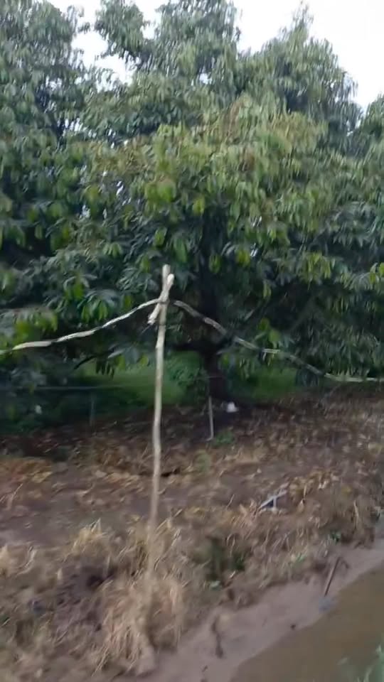 Đất vườn sầu riêng 4.5 công tại Mỹ Phú, Cái Bè - Giá chỉ 2.7 tỷ - Cơ hội đầu tư sinh lời!