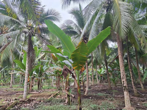 Đất vườn dừa Thạnh Ngãi Mỏ Cày Bắc 5300m² giá 680 triệu - Cơ hội đầu tư lý tưởng!