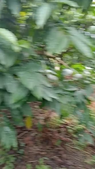 Đất nông nghiệp Sa Loong Ngọc Hồi 5ha giá thỏa thuận - Khu vực kinh doanh tiềm năng!