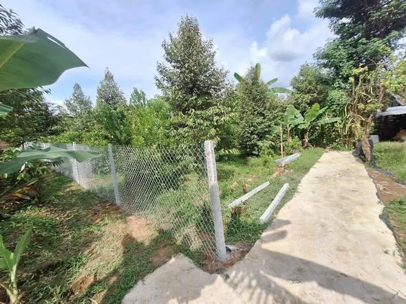 Đất nền Tân Thiềng Chợ Lách 500m² giá chỉ 330 triệu - Đất cao ráo, thuận lợi xây dựng!