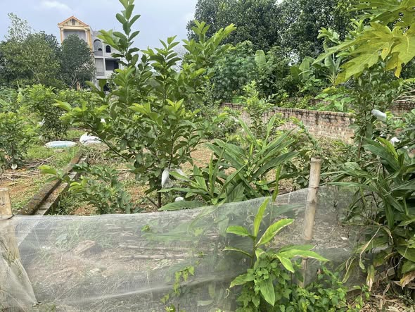 Bán đất khu Đồng Lác, Thạch Hòa, 125m² giá 3 tỷ - Đầu tư lý tưởng cho nhà nghỉ!