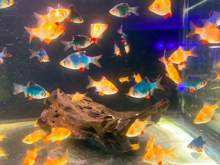 Nhà mặt tiền Võ Văn Vân, Tân Vĩnh Lộc 70m² giá 3.6 tỷ - Kinh doanh đa ngành nghề!