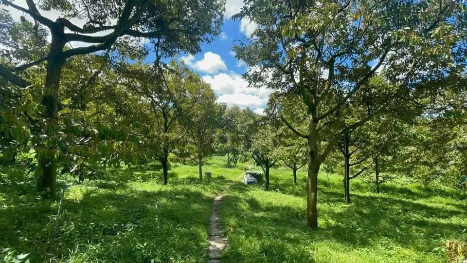 Farm 6 sào sầu riêng Tân Lạc 21.600m² giá 3.4 tỷ - Đầu tư sinh lời ngay!