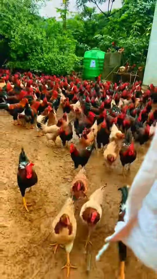 Đất thổ cư 4000m² xã Tân Vinh, huyện Lương Sơn - Đường chạy quanh đất, giá thỏa thuận!