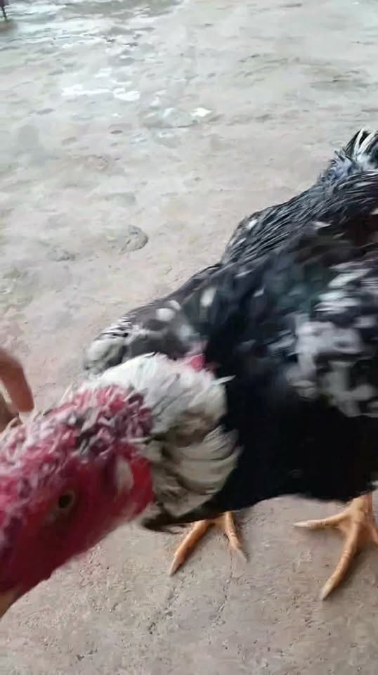 Đất nền thổ cư 20m² mặt tiền đường nhựa - Giá chỉ 57 triệu ngay gần nhà thờ Nam Đà!