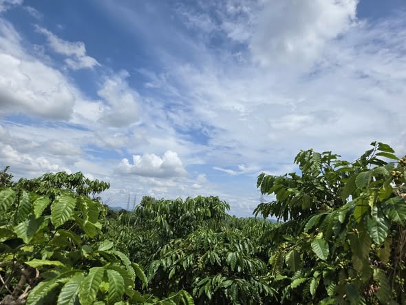 Đất nông nghiệp Đắk Ghằn 2.3ha giá chỉ 2.6 tỷ - Cơ hội đầu tư vàng!