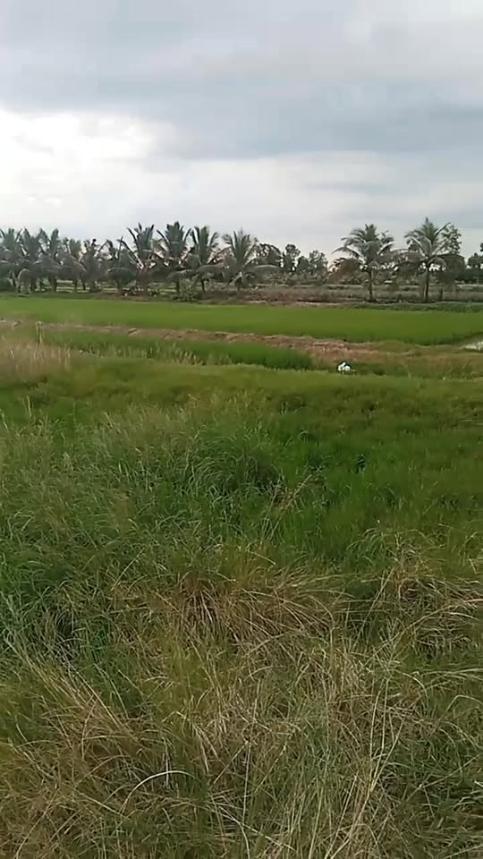 Đất thổ cư 7671m² tại ấp Lô 2, xã Hưng Yên, giá 6.88 tỷ - Cơ hội đầu tư sinh lời!