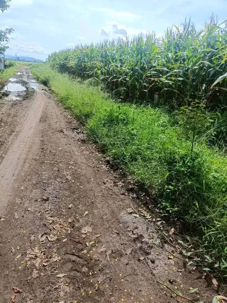 Đất nền 210m² tại 719 Ekaly, Krông Pắc, giá chỉ 220 triệu - Đầu tư sinh lời ngay!