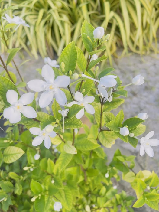 Nhà mặt tiền Nguyễn Công Trứ, Buôn Ma Thuột 92m² giá 8 tỷ - Mặt tiền kinh doanh sầm uất!