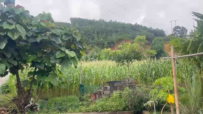 Farm nghỉ dưỡng Yên Lập 2469m² giá 1.95 tỷ - Cơ hội đầu tư tuyệt vời!