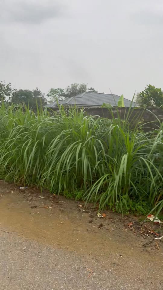 Đất nền 2 mặt tiền khu phố 3, phường Phong Châu 100m² - Giá tốt, pháp lý đầy đủ!