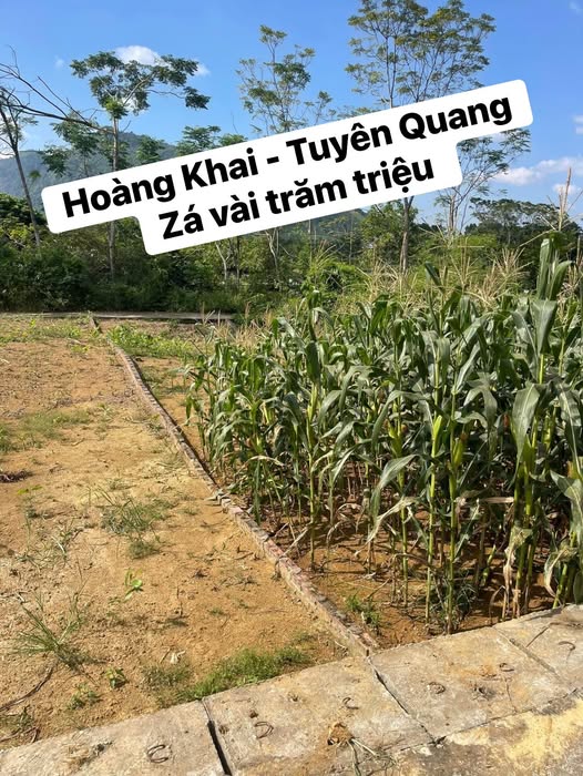 Đất thổ cư thôn Yên Thái, Hoàng Khai, Tuyên Quang 100m² giá 650 triệu - Ô tô vào tận đất!