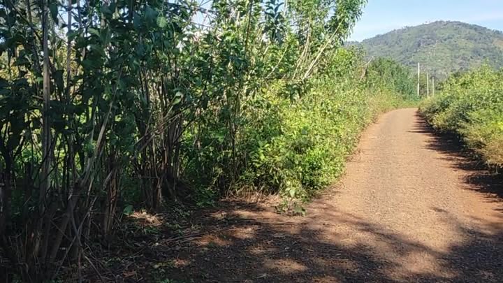 Đất nền 1440m² tại xã Ia Ko, Gia Lai giá chỉ 1.728 tỷ - Pháp lý đầy đủ!