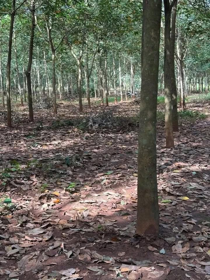 Đất nông nghiệp thôn 3, xã Đa Kia, 1,2ha cao su - Giá chỉ 1 tỷ, có thương lượng!