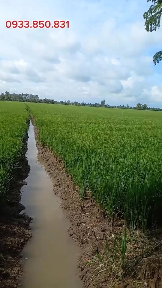 Đất ruộng Bình Hòa, Châu Thành, An Giang 48600m² - Giá chỉ 2.16 tỷ - Đầu tư sinh lời!