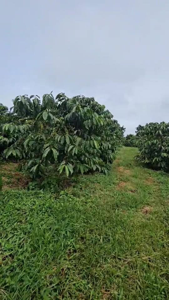 Đất đẹp Lộc An, Bảo Lâm 530m² giá 3.2 tỷ - Cơ hội đầu tư hiếm có!