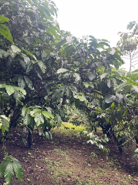 Đất nông nghiệp 6000m² xã Lộc Quảng, huyện Bảo Lâm - Giá chỉ 550 triệu!