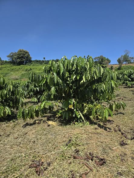 Đất nền Lộc Châu Bảo Lộc 720m² giá 3.4 tỷ - Đầu tư sinh lời tiềm năng!