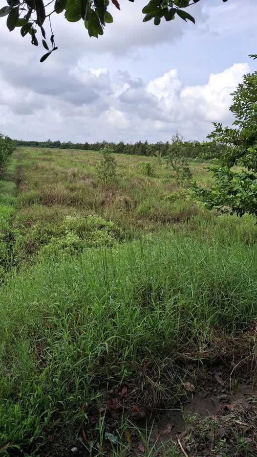 Đất nông nghiệp Tân Lược 10.000m² giá 2.2 tỷ - Đường đá mi, mặt tiền 39m!