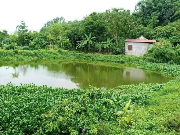 Lô đất đẹp Hồ Sơn, Tam Đảo 6300m² - Phong thủy tốt, giá chỉ 6.486 tỷ