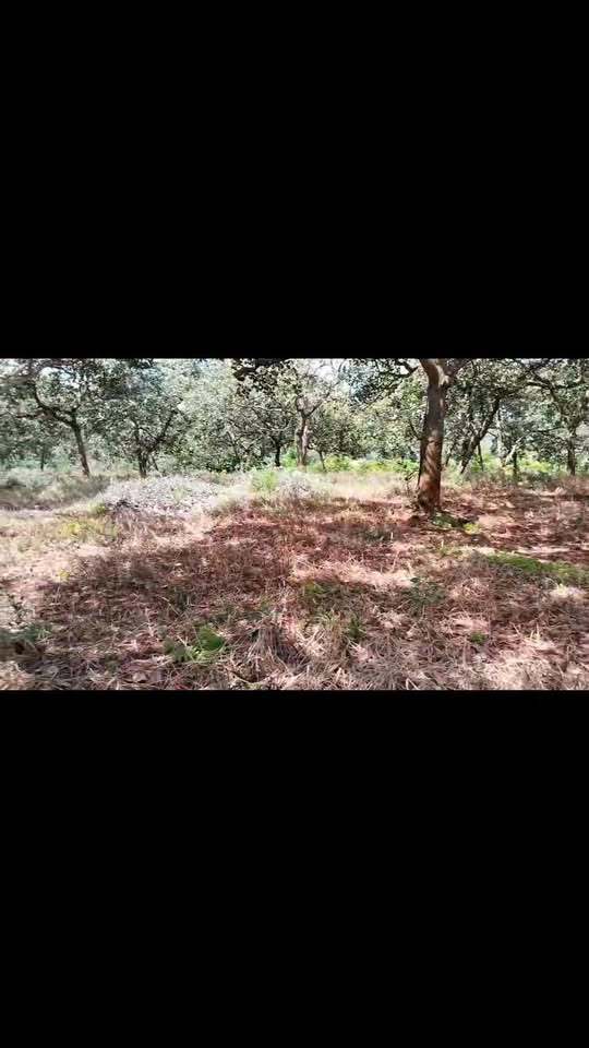 Đất nông nghiệp 1.6ha tại xã Thống Nhất, huyện Bù Đăng - Giá mềm, pháp lý rõ ràng!