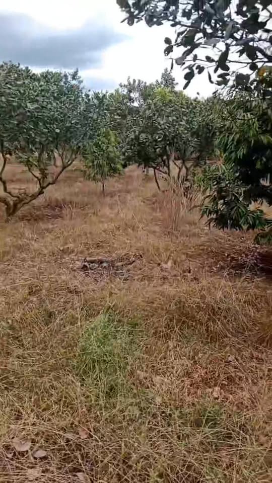 Đất nông nghiệp 1.7ha tại xã Thống Nhất, huyện Bù Đăng, giá 2.2 tỷ - Cơ hội đầu tư hấp dẫn!