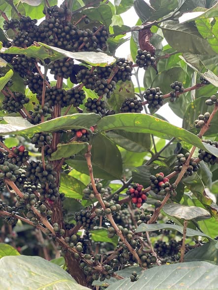 Đất thổ cư 7000m² tại xã Ea Riêng, huyện M’Đrắk, giá chỉ 1.2 tỷ - Đầu tư sinh lời ngay!