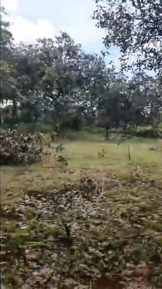 Đất nền 2.1ha tại xã Thống Nhất, Bình Phước giá 2.2 tỷ - Sổ đỏ chính chủ!