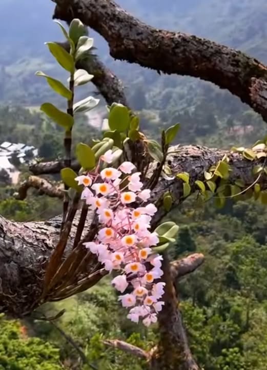 Đất thổ cư Cam Tân 1300m² giá chỉ 2.6 tỷ - Khu dân cư yên tĩnh!