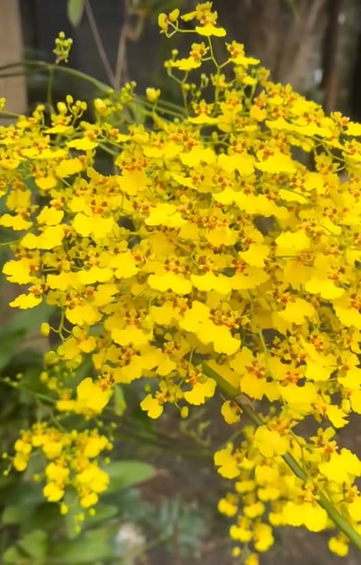 Đất thổ cư Cam Hòa 950m² giá 3 tỷ - Gần khu dân cư đông đúc!