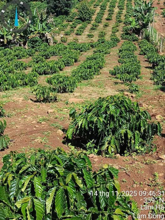 Đất 2 sào cà phê Tân Hà, Đan Phượng - Giá chỉ 1.45 tỷ, sổ đỏ chính chủ!