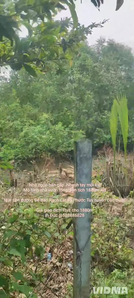 Đất nông nghiệp Phước Tuy Cần Đước 1880m² giá 1.8 tỷ - Cơ hội đầu tư tuyệt vời!