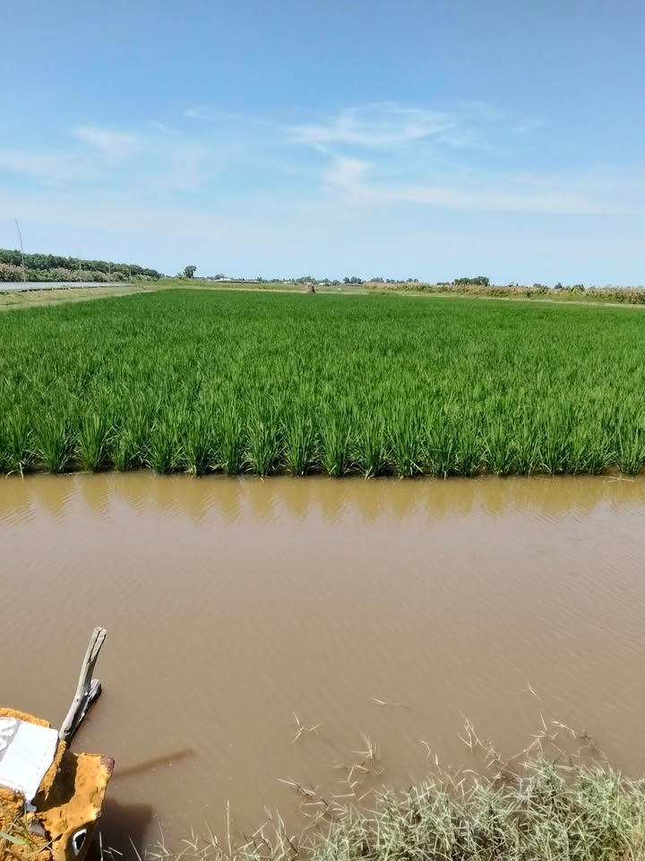 Đất vườn nuôi tôm lúa 85 công tại Đông Hưng B - Giá 9.775 tỷ, cơ hội đầu tư hấp dẫn!