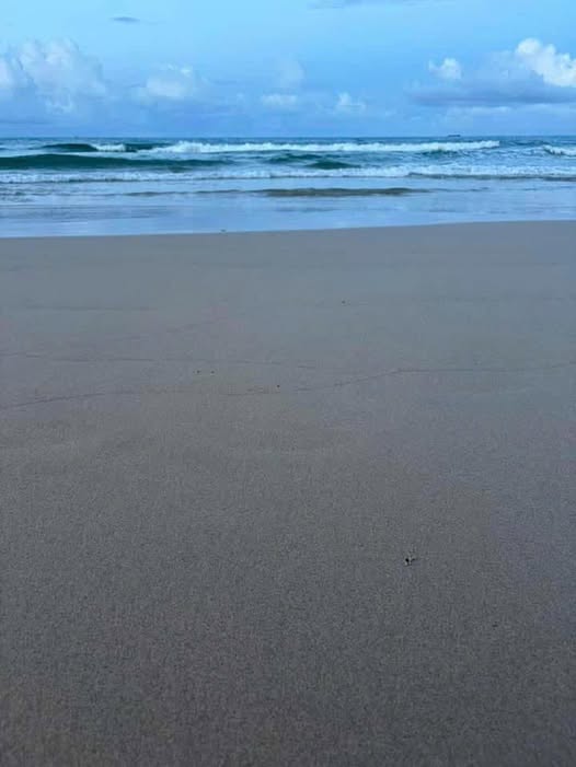 Đất rừng trà Trà Bình 360m² giá 7 triệu - Cơ hội đầu tư hấp dẫn!