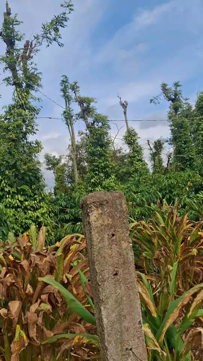 Đất thổ cư 3200m² xã Ea Knuêc, Krông Pắc - Giá chỉ 2.2 tỷ