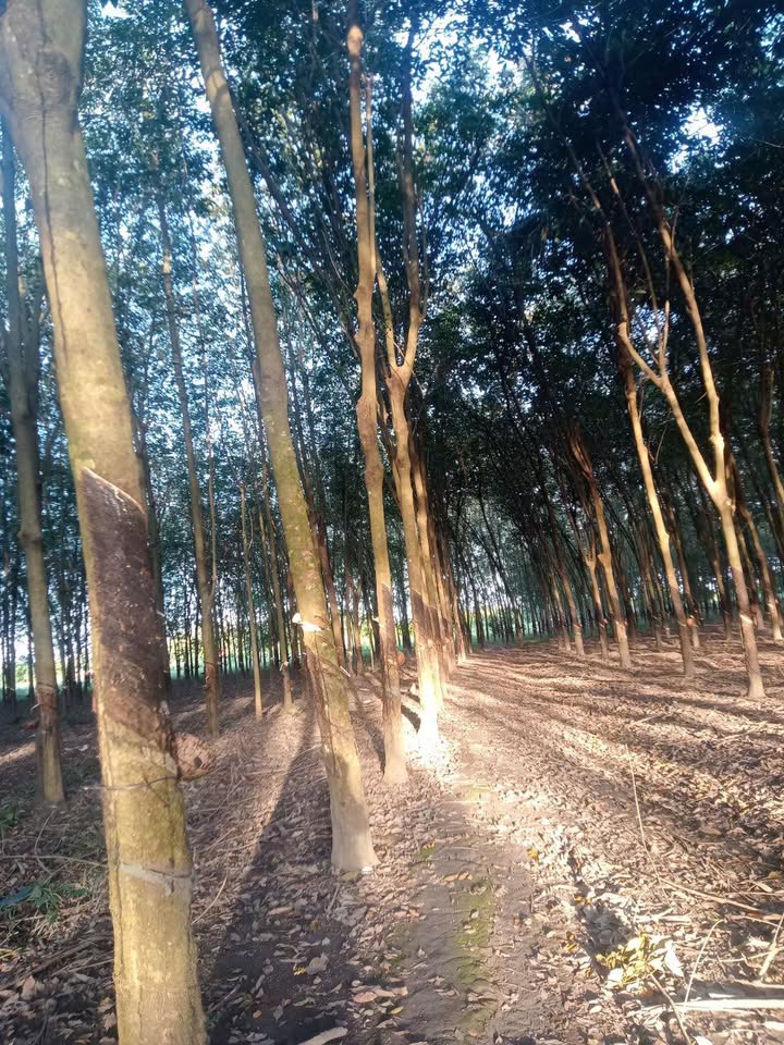 Đất nền Thạnh Đông Tân Châu 75.000m² giá 1 tỷ - Cơ hội đầu tư hiếm có!