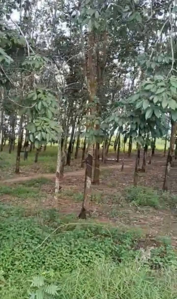 Đất nền Tân Biên Tây Ninh 70000m² giá 28 tỷ - Đầu tư sinh lời ngay!