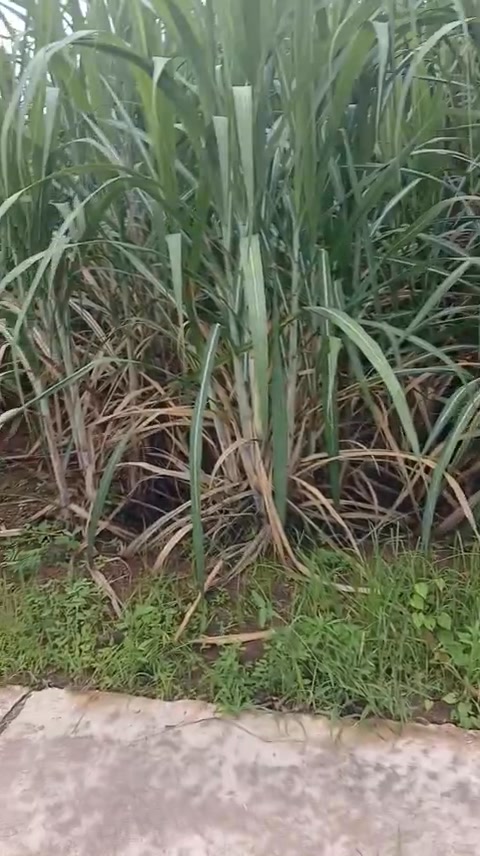 Đất vườn Diên Thọ, Diên Khánh 1,3ha giá 2.85 tỷ - Đầu tư sinh lời ngay!