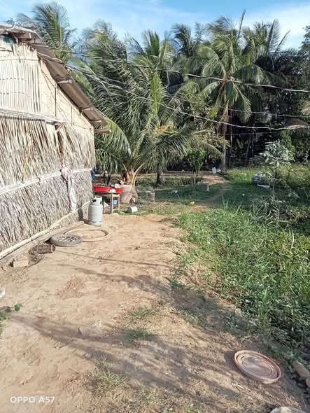 Đất vườn và ao tôm 1000m² tại Bình Đại, Bến Tre giá 220 triệu - Đầu tư sinh lời ngay!