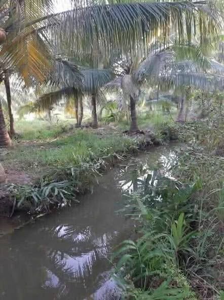 Đất vườn dừa Châu Bình, Giồng Trôm 7300m² giá 2 tỷ - Cơ hội đầu tư tuyệt vời!