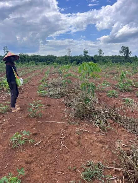 Đất nông nghiệp 5,9ha tại thôn Bù Ka, Long Hà - Giá 1,25 tỷ, sổ đỏ chính chủ!