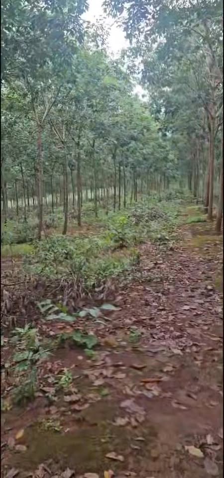 Bán gấp 2ha cao su Phú Nghĩa, Bù Gia Mập - Đầu tư sinh lời hấp dẫn!